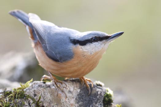 Ajout de photos de sittelle torchepot