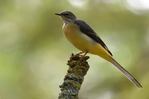 Bergeronnette des ruisseaux