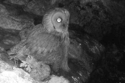 Chouette hulotte