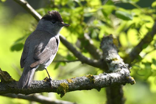 Fauvette à tête noire