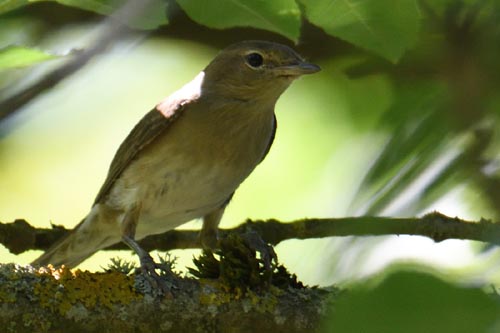 Fauvette des jardins
