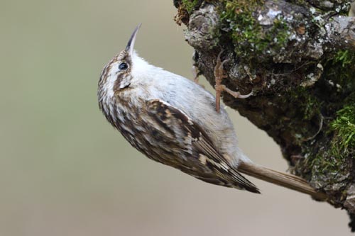 Grimpereau des jardins