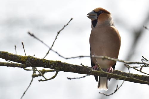 Grosbec casse-noyaux