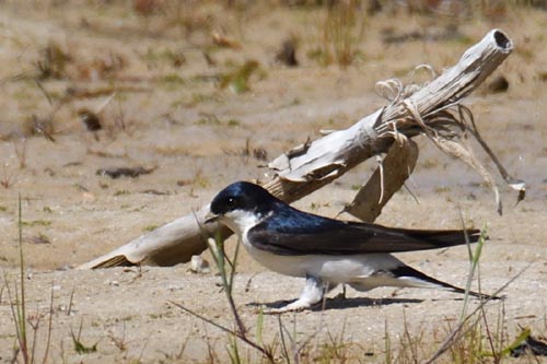 Hirondelle de fenêtre