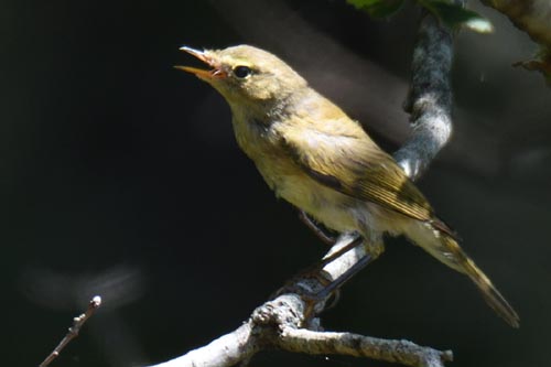 Hypolaïs polyglotte