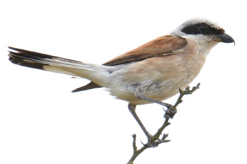 Pie-grièche écorcheur