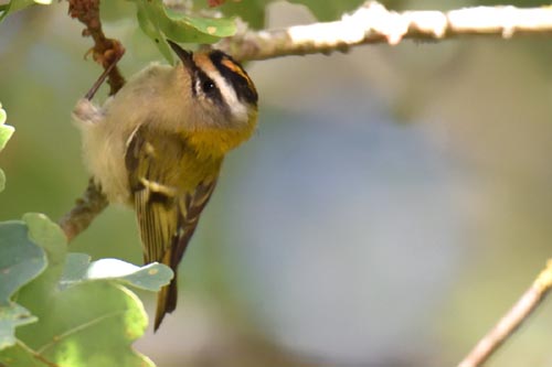 Roitelet a triple bandeau