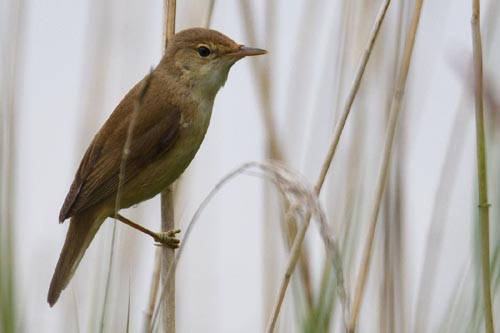 Rousserolle effarvatte