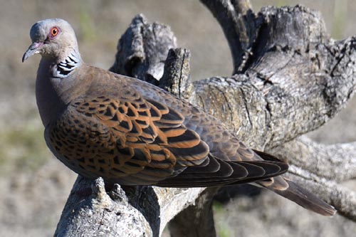 Tourterelle des bois