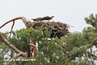 Les 2 juvéniles qui viennent de regagner le nid en compagnie de leur père (on note bien la différence de plumage)