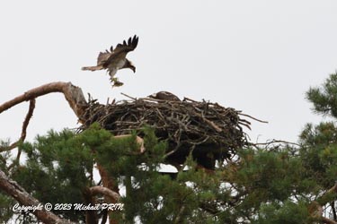Même s'ils volent déjà bien, les juvéniles sont encore nourris au nid (ici par leur mère)