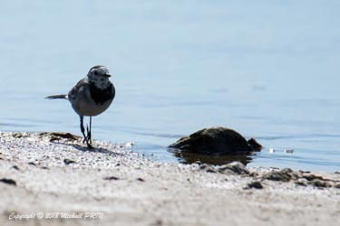 Bergeronnette grise en mue