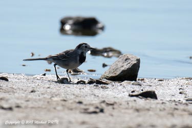 Bergeronnette grise en mue