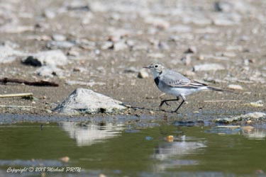 Bergeronnette grise plumage internuptial