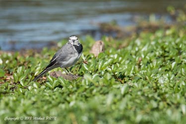 Bergeronnette grise en mue