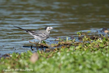 Bergeronnette grise en mue