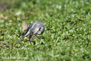 Bergeronnette grise en mue