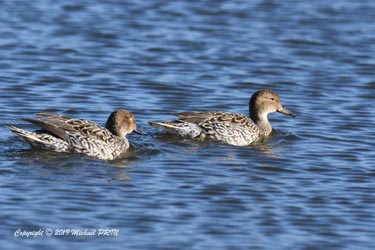 Canards pilets femelles
