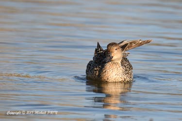 Canard pilet femelle