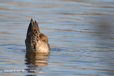 Canard pilet femelle