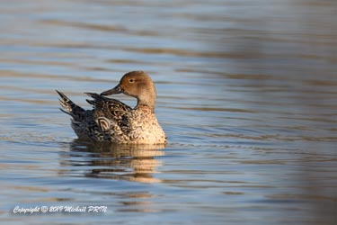 Canard pilet femelle