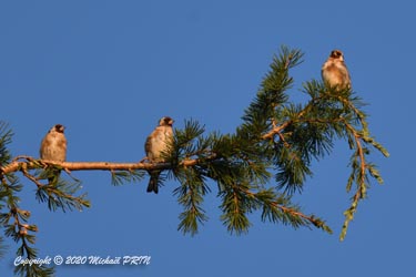 Juvéniles en mue acquérant leur masque rouge