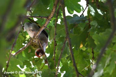 Tout début de la confection du nid par la femelle