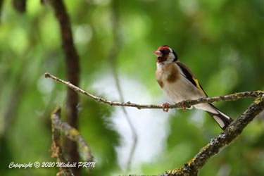 Le mâle accompagne sa femelle à chacun de ses déplacements, toujours en effectuant le même rituel