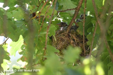 Petits peu avant l'envol