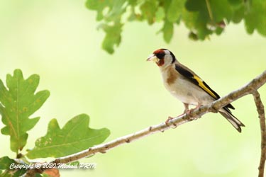 La femelle apporte des matériaux avec de multiples va-et-vient pour confectionner un nid des plus soignés