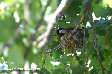 Le lendemain, le nid commence à prendre forme