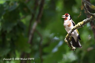 Pendant que la femelle s'attelle à la tâche, le mâle chante et danse