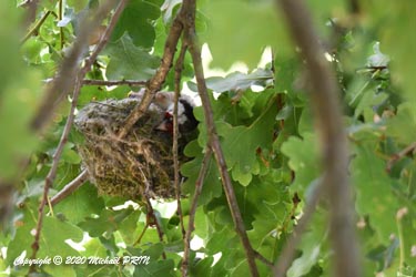 3 jours après le début de la confection