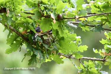 Nourrissage des petits