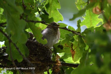Prêt pour le premier envol