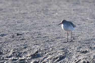 Chevalier gambette plumage internuptial