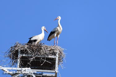Cigogneaux 10 minutes avant l'envol