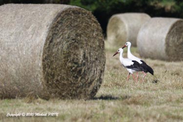 Les cigogneaux rejoignent leurs parents à terre