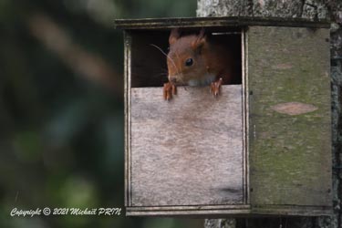 2 jours après la sortie des petits rouges-queues à front blanc, un écureuil investit le nichoir