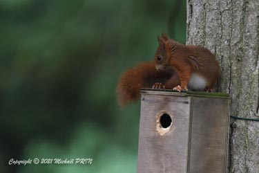 Le bois est tendre et l'écureuil a de bonnes dents, mais c'est visiblement plus dur qu'il ne le pensait