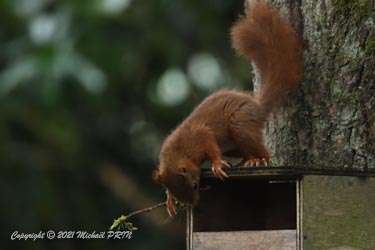 Le mauvais temps ne le dérange pas, et il commence à collecter des matériaux, surtout de la mousse