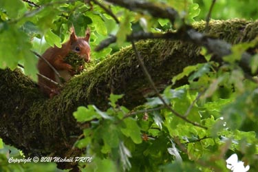 2 semaines plus tard, je le retrouve à collecter encore de la mousse