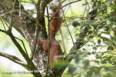 Le temps passe, et alors que j'étais occupé avec des oiseaux, je vois l'écureuil venir droit sur moi et lever la queue en signe d'intimidation