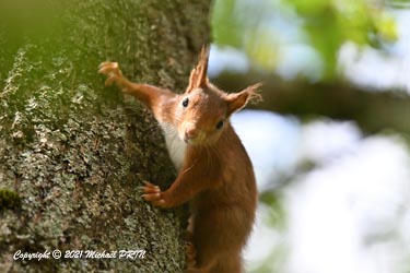 Presque trop près pour le prendre en photo, il s'arrête en me fixant et pousse de petits cris... 