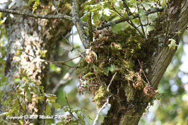 Je comprends qu'il protège un nid et me revèle du coup sa position...