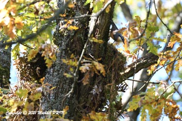 Autre nid bien plus conséquent avec une sittelle qui s'amuse à le défaire