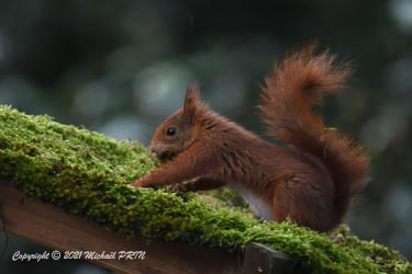 Une belle mousse est disponible en quantité juste en face du nichoir