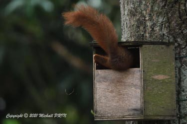 Après un grand nombre d'allers/retours, le nid doit être bien douillet...