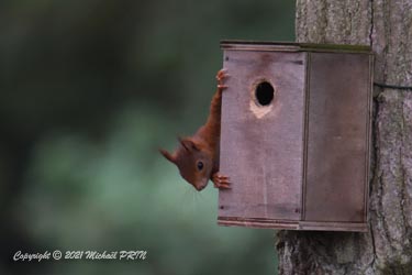 Un seul nid ne semble pas lui suffir...