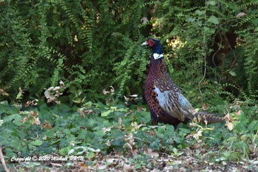 Faisan élevé pour la chasse cherchant un refuge